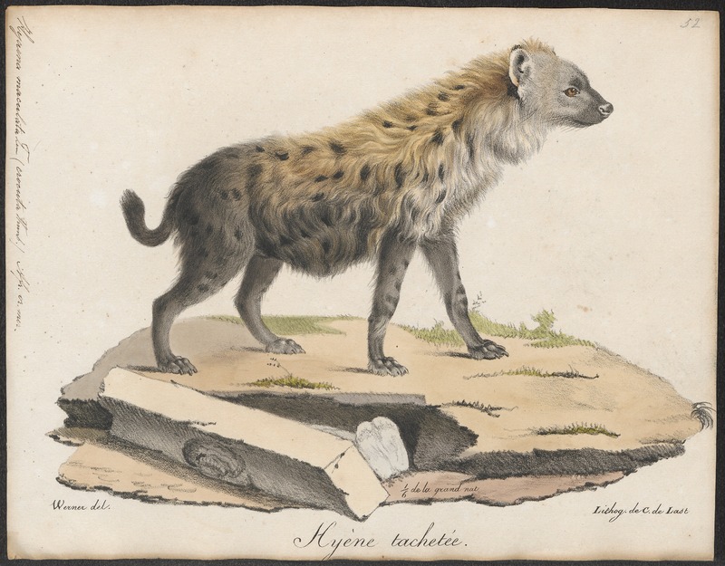 spotted hyena, laughing hyena (Crocuta crocuta); DISPLAY FULL IMAGE.