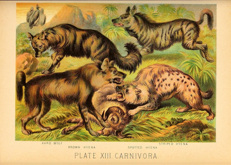 Hyaenidae: aardwolf (Proteles cristata), striped hyena (Hyaena hyaena), brown hyena (Hyaena brunnea), spotted hyena (Crocuta crocuta); DISPLAY FULL IMAGE.