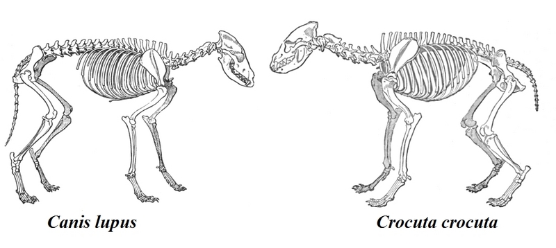 spotted hyena, laughing hyena (Crocuta crocuta); DISPLAY FULL IMAGE.