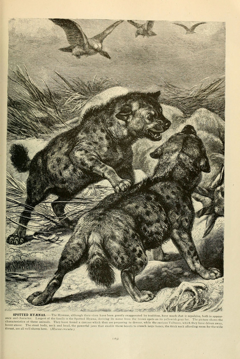 spotted hyena, laughing hyena (Crocuta crocuta); DISPLAY FULL IMAGE.