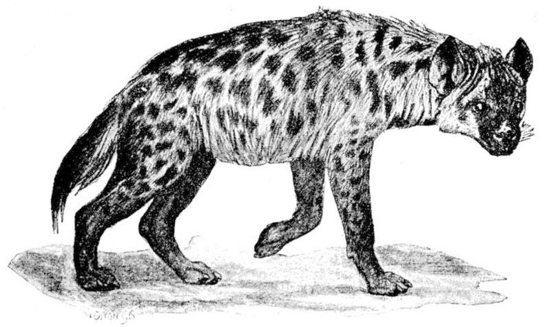 spotted hyena, laughing hyena (Crocuta crocuta); DISPLAY FULL IMAGE.