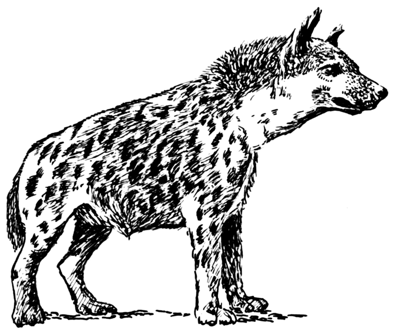 spotted hyena, laughing hyena (Crocuta crocuta); DISPLAY FULL IMAGE.
