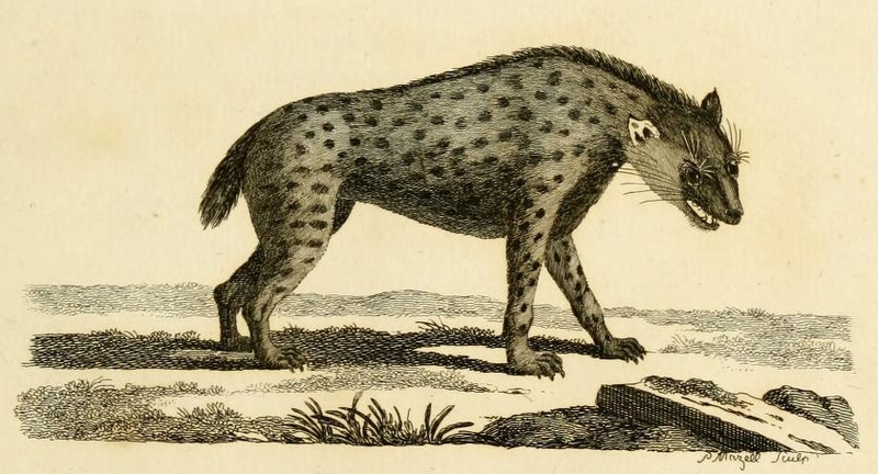 spotted hyena, laughing hyena (Crocuta crocuta); DISPLAY FULL IMAGE.