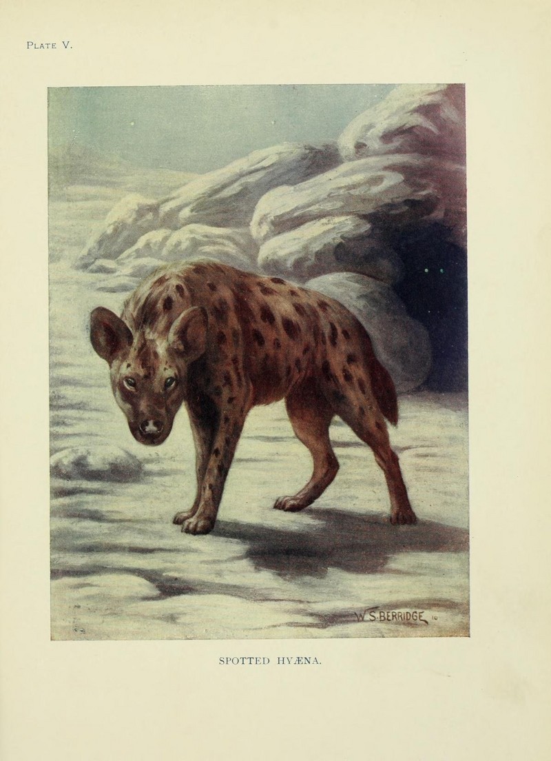 spotted hyena, laughing hyena (Crocuta crocuta); DISPLAY FULL IMAGE.
