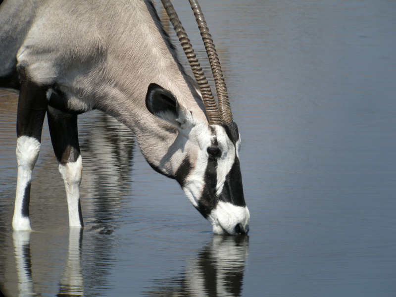 gemsbok (Oryx gazella); DISPLAY FULL IMAGE.