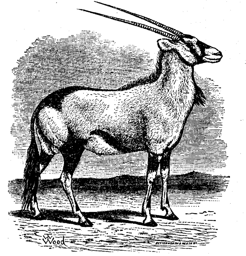 gemsbok (Oryx gazella); DISPLAY FULL IMAGE.