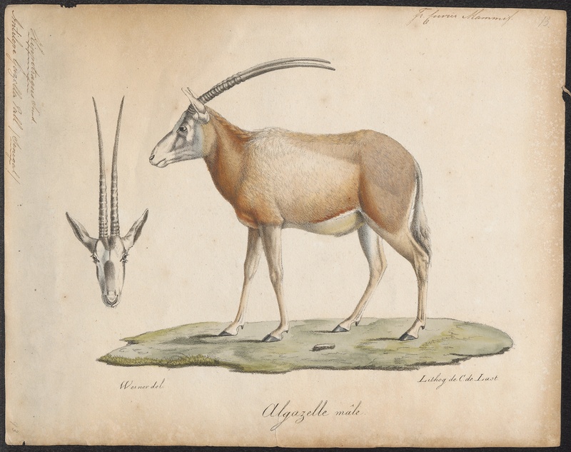 gemsbok (Oryx gazella); DISPLAY FULL IMAGE.