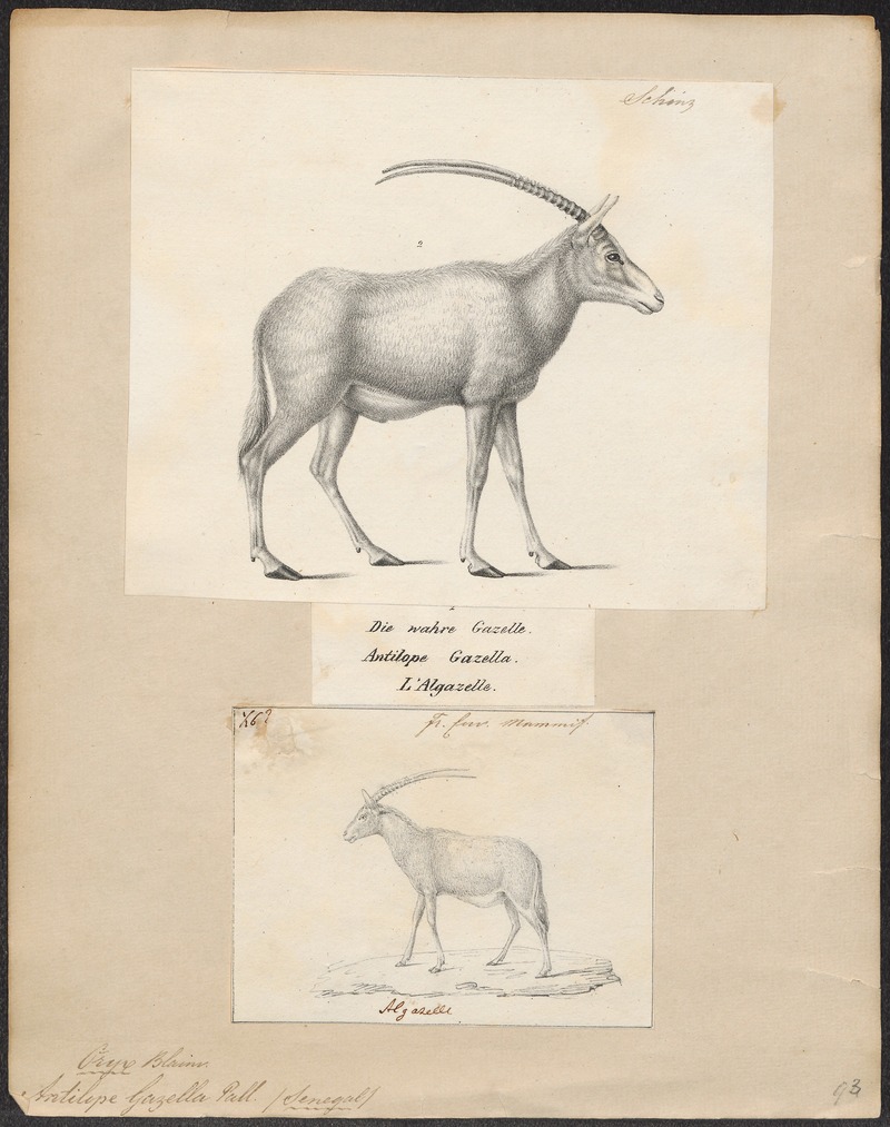 gemsbok (Oryx gazella); DISPLAY FULL IMAGE.