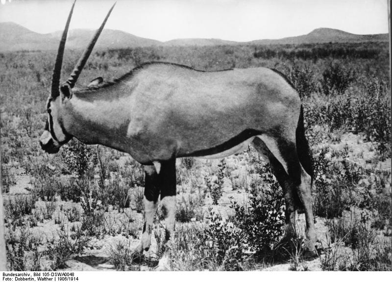 gemsbok (Oryx gazella); DISPLAY FULL IMAGE.