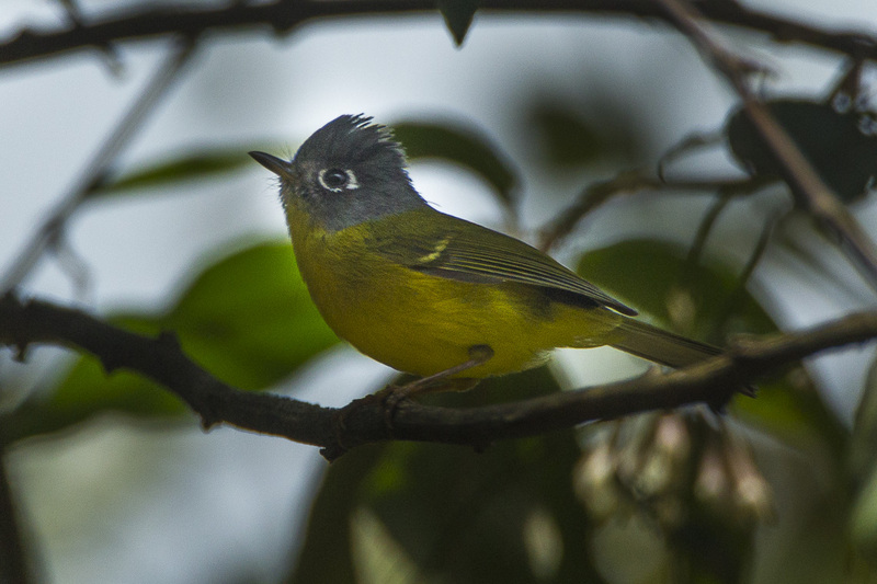 Grey-cheeked warbler (Seicercus poliogenys); DISPLAY FULL IMAGE.