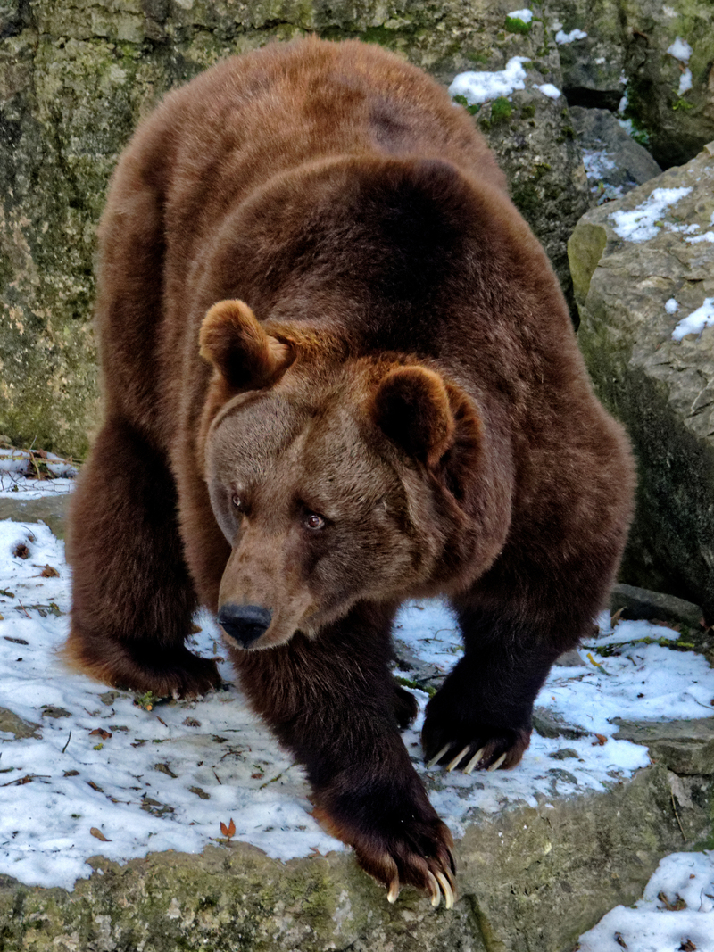 Eurasian brown bear (Ursus arctos arctos); DISPLAY FULL IMAGE.