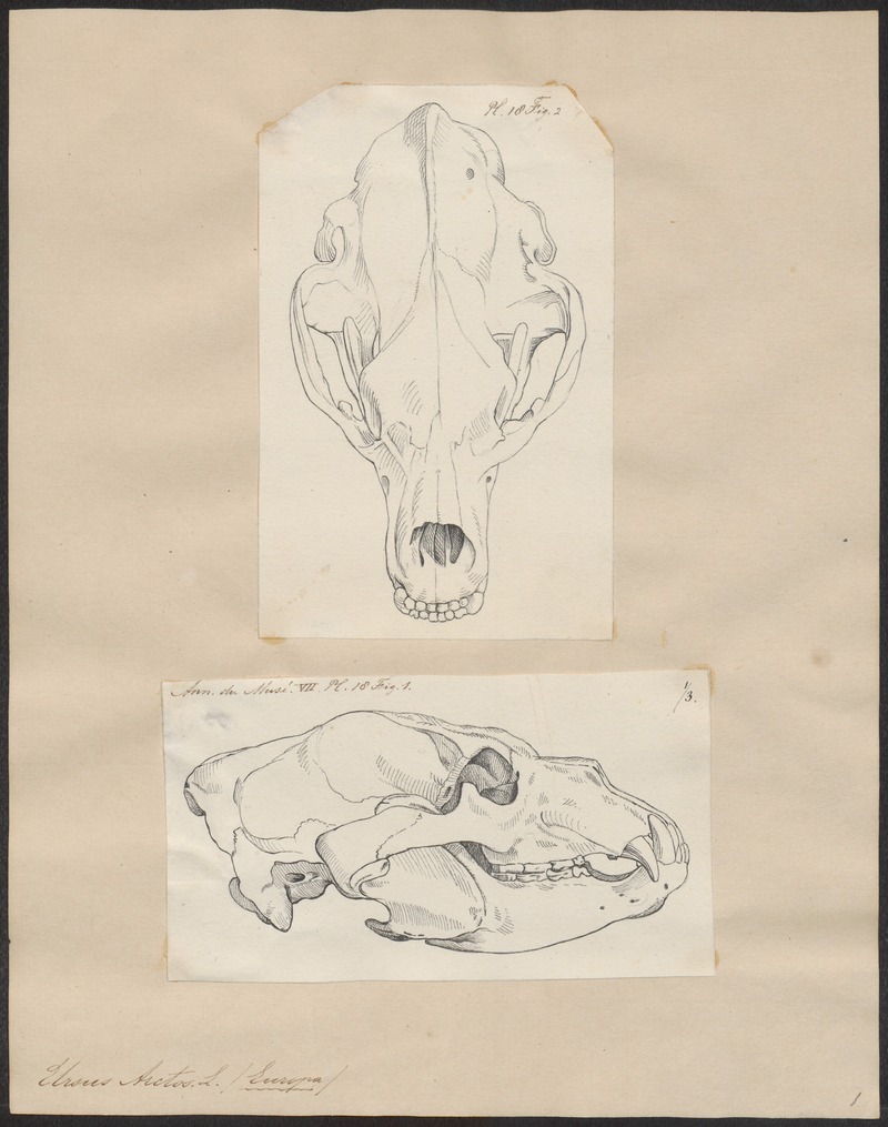 Eurasian brown bear (Ursus arctos arctos); DISPLAY FULL IMAGE.
