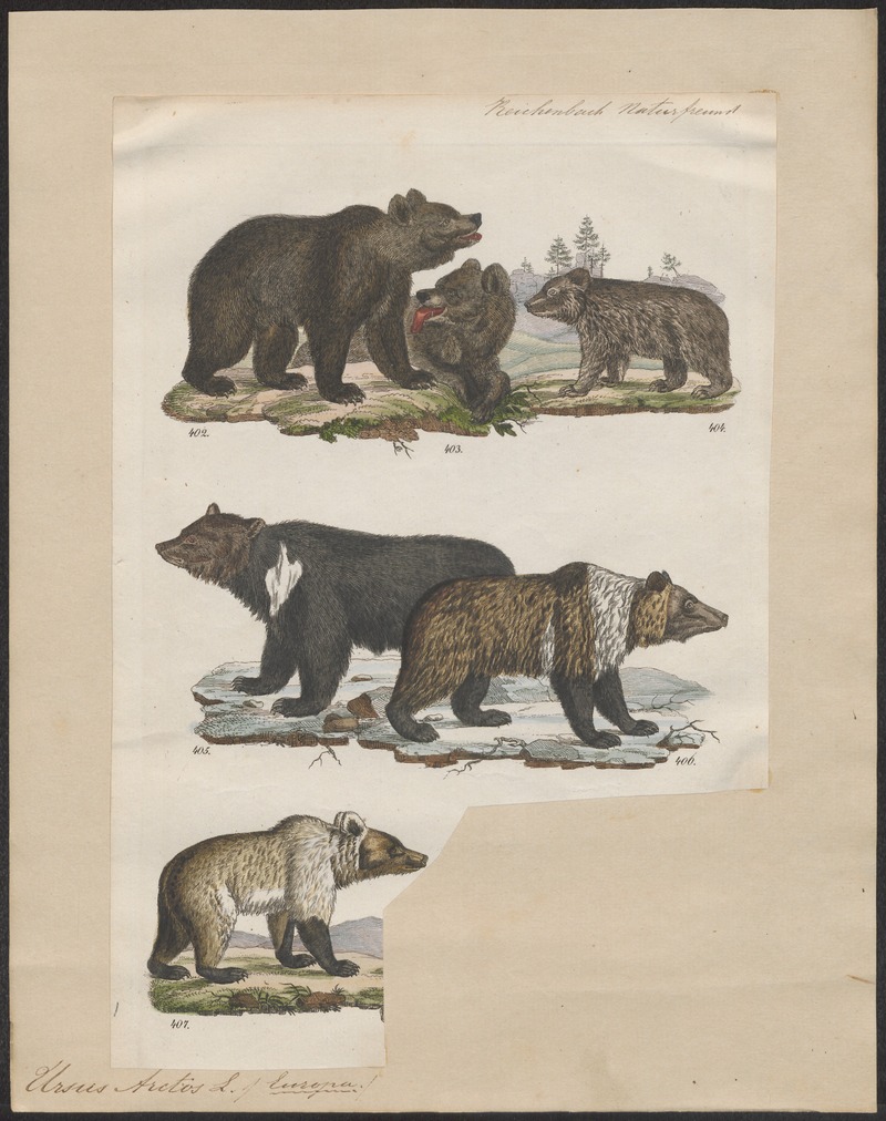 Eurasian brown bear (Ursus arctos arctos); DISPLAY FULL IMAGE.
