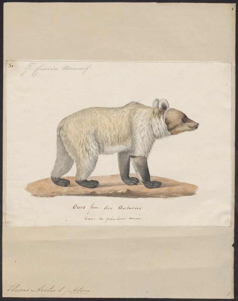 Eurasian brown bear (Ursus arctos arctos); DISPLAY FULL IMAGE.