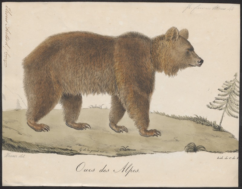 Eurasian brown bear (Ursus arctos arctos); DISPLAY FULL IMAGE.