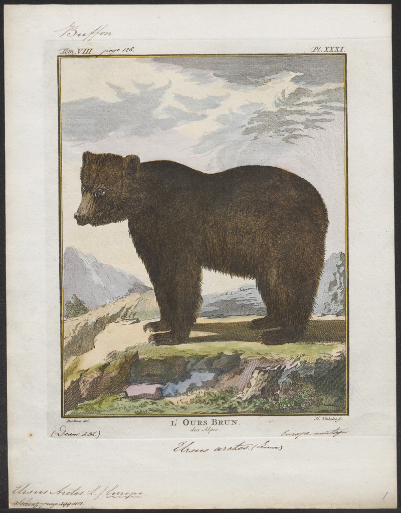 Eurasian brown bear (Ursus arctos arctos); DISPLAY FULL IMAGE.