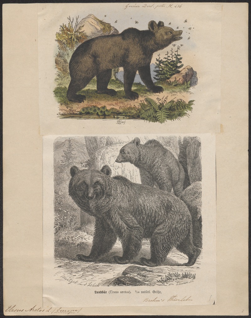 Eurasian brown bear (Ursus arctos arctos); DISPLAY FULL IMAGE.