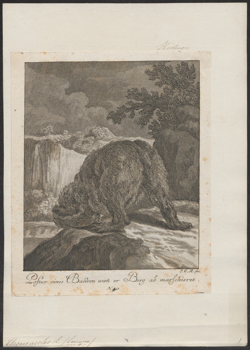 Eurasian brown bear (Ursus arctos arctos); DISPLAY FULL IMAGE.