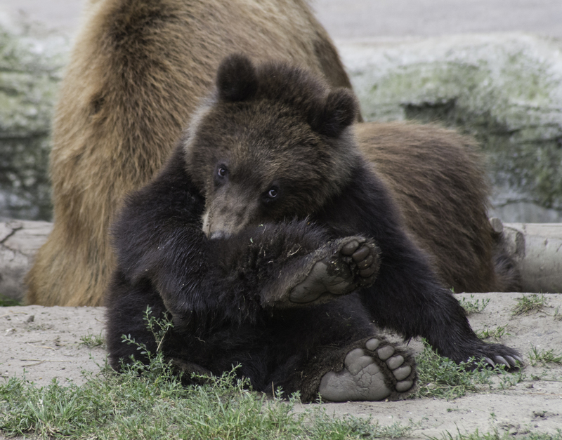 Kamchatka brown bear (Ursus arctos beringianus); DISPLAY FULL IMAGE.