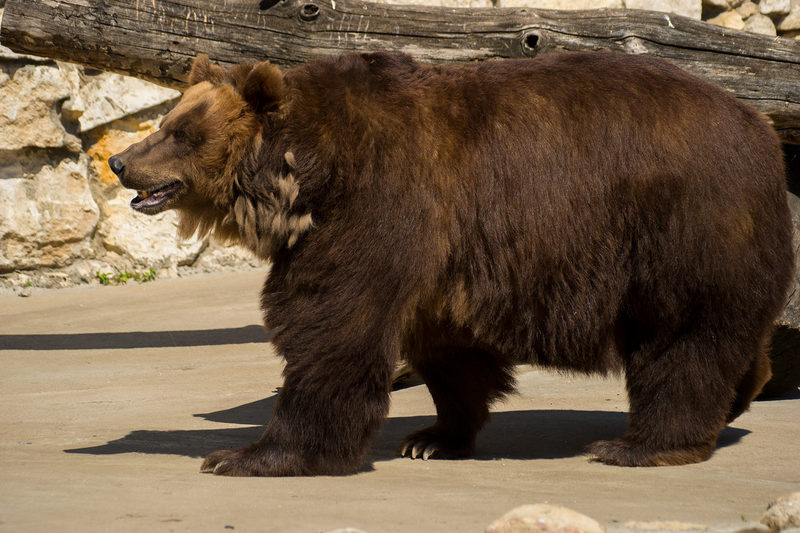 Kamchatka brown bear (Ursus arctos beringianus); DISPLAY FULL IMAGE.