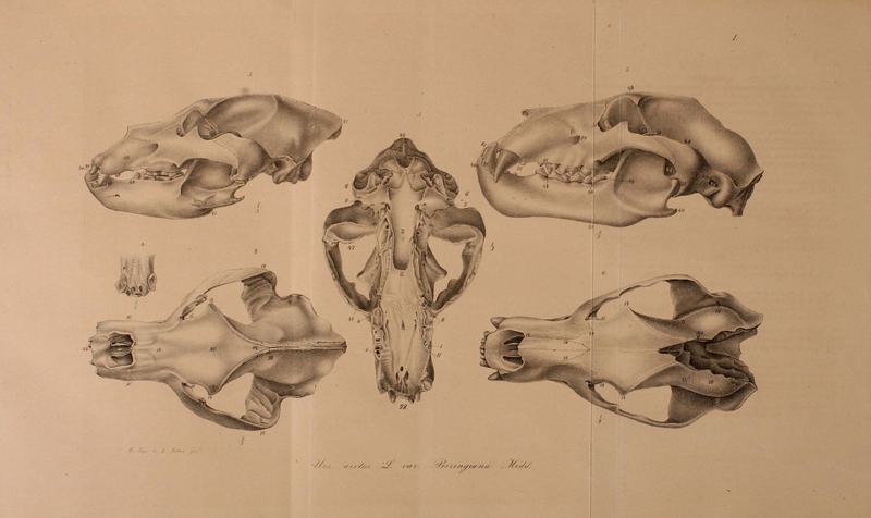 Kamchatka brown bear (Ursus arctos beringianus); DISPLAY FULL IMAGE.