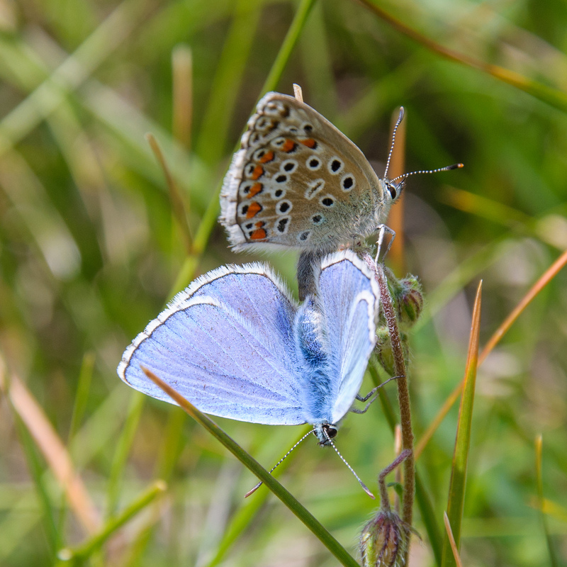 Adonis blue (Polyommatus bellargus); DISPLAY FULL IMAGE.