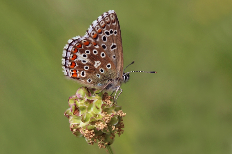 Adonis blue (Polyommatus bellargus); DISPLAY FULL IMAGE.