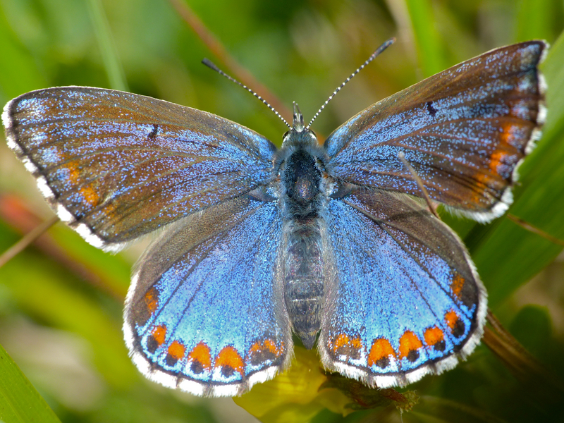 Adonis blue (Polyommatus bellargus); DISPLAY FULL IMAGE.