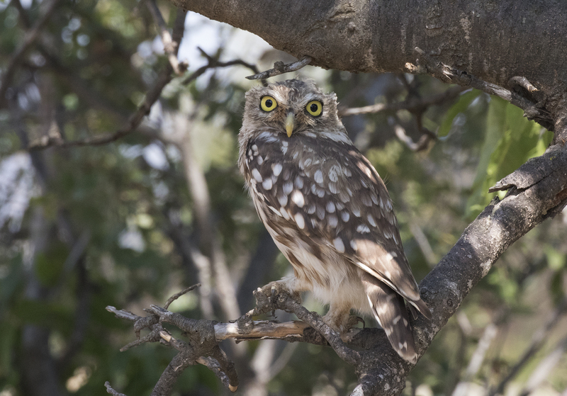 little owl (Athene noctua); DISPLAY FULL IMAGE.