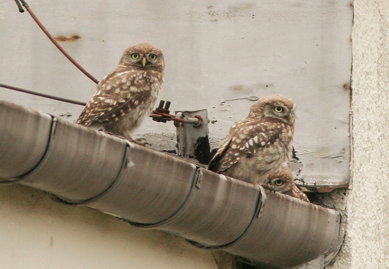 little owl (Athene noctua); DISPLAY FULL IMAGE.