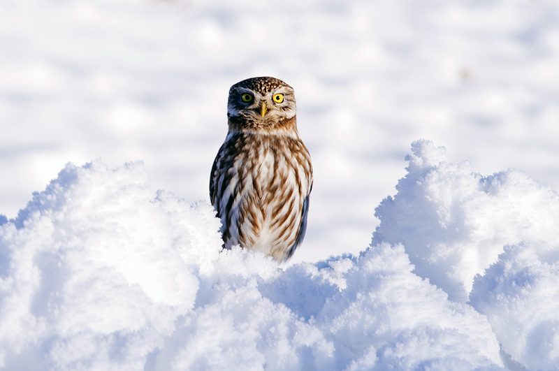 little owl (Athene noctua); DISPLAY FULL IMAGE.