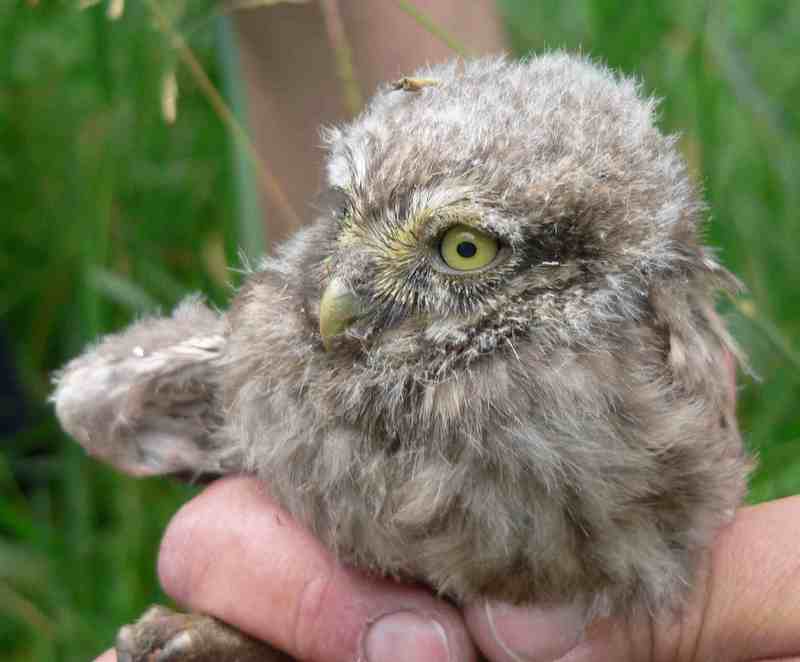 little owl (Athene noctua); DISPLAY FULL IMAGE.