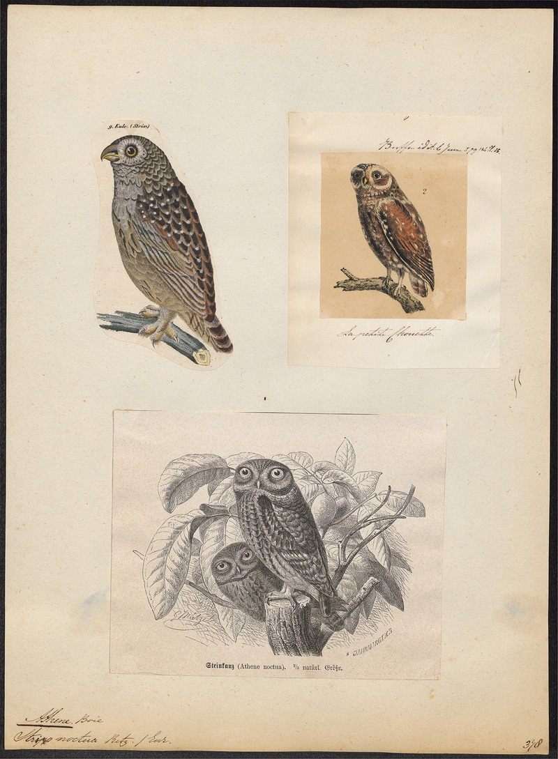 little owl (Athene noctua); DISPLAY FULL IMAGE.