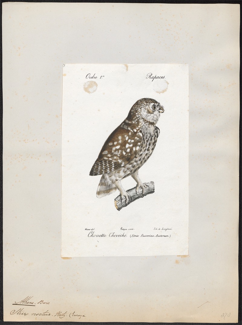 little owl (Athene noctua); DISPLAY FULL IMAGE.
