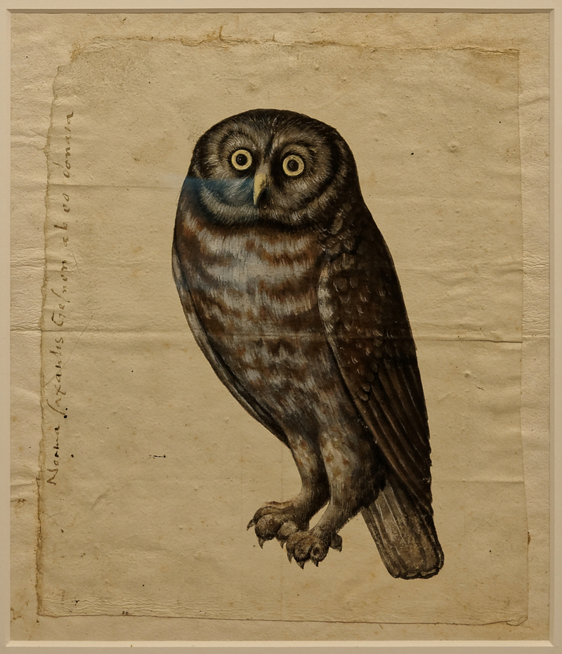 little owl (Athene noctua); DISPLAY FULL IMAGE.