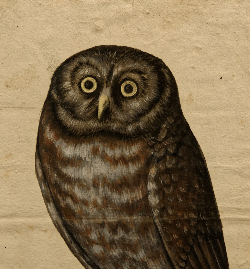 little owl (Athene noctua); DISPLAY FULL IMAGE.
