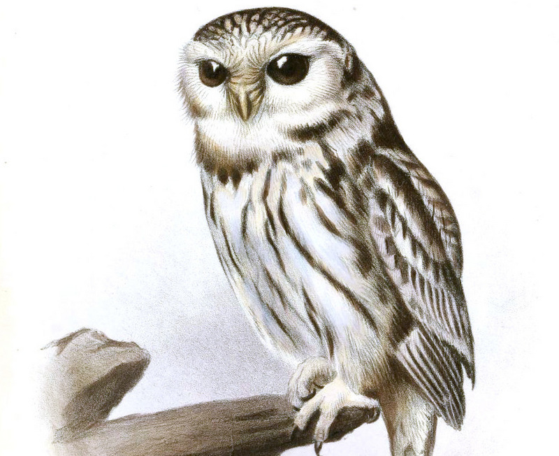 little owl (Athene noctua); DISPLAY FULL IMAGE.