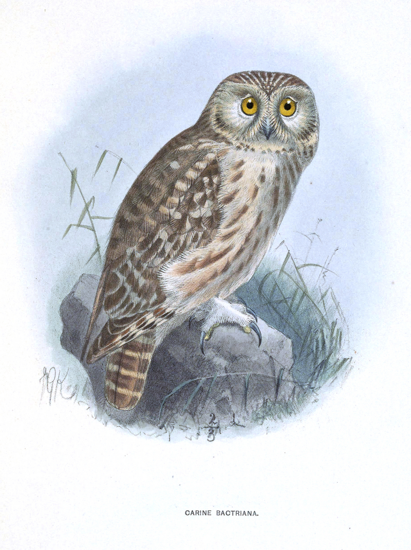 little owl (Athene noctua); DISPLAY FULL IMAGE.