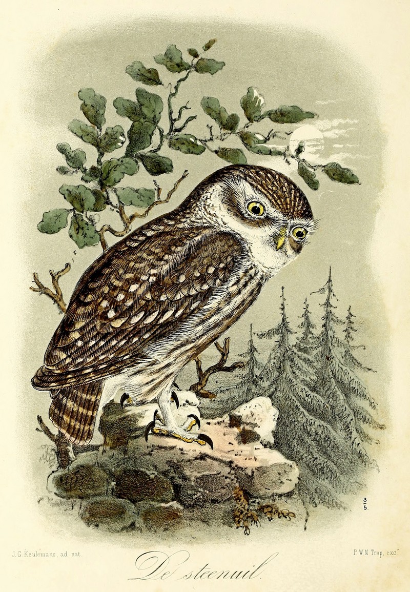 little owl (Athene noctua); DISPLAY FULL IMAGE.