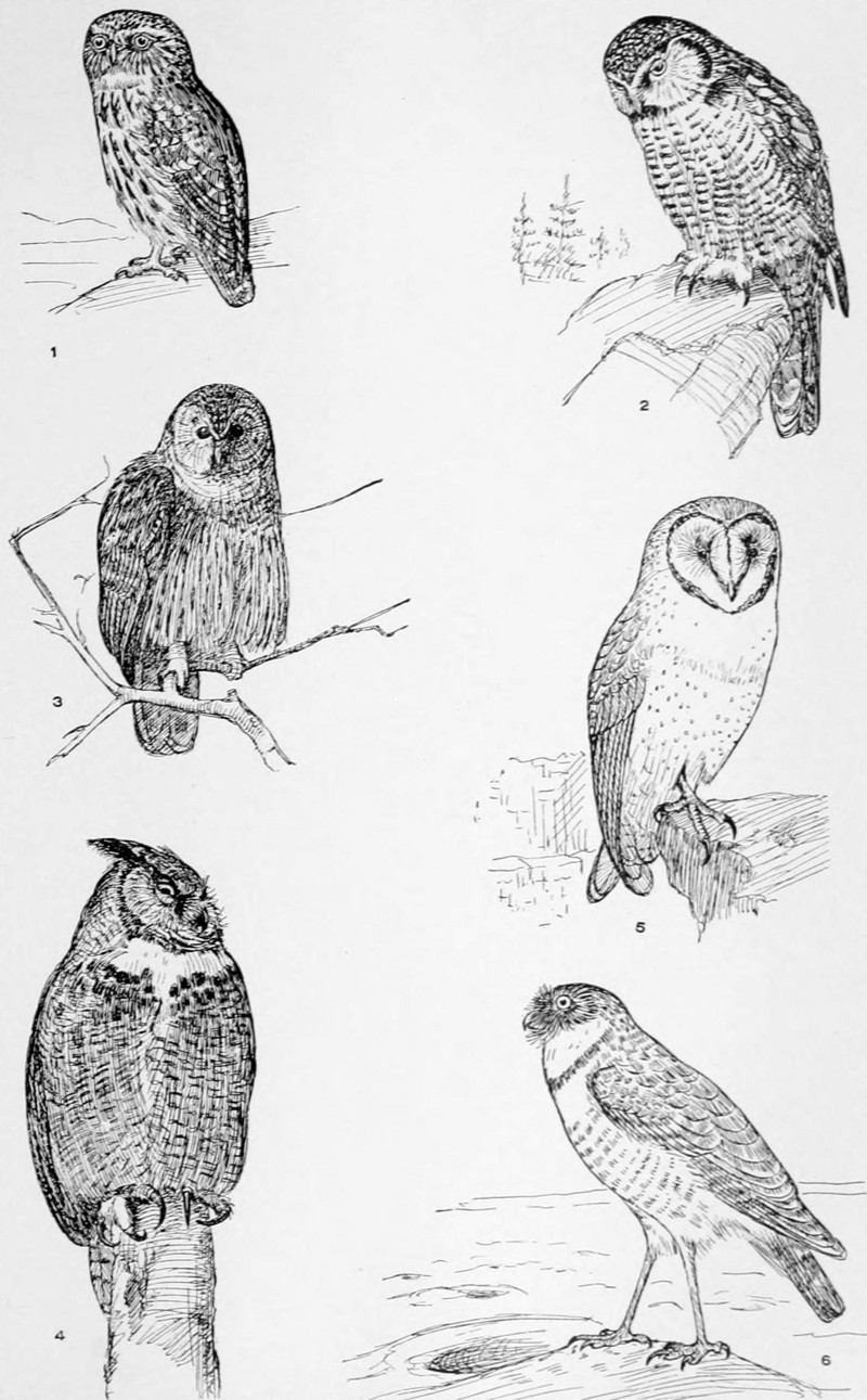 REPRESENTATIVE OWLS: little owl (Athene noctua), northern hawk-owl (Surnia ulula), barred owl (Strix varia), great horned owl (Bubo virginianus), barn owl (Tyto alba), burrowing owl (Athene cunicularia); DISPLAY FULL IMAGE.