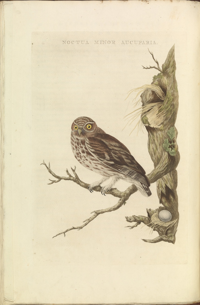 little owl (Athene noctua); DISPLAY FULL IMAGE.