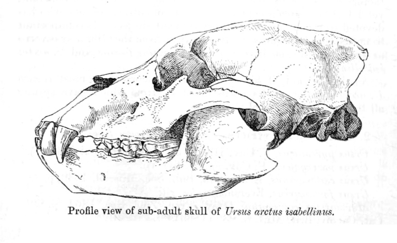 Himalayan brown bear (Ursus arctos isabellinus); DISPLAY FULL IMAGE.