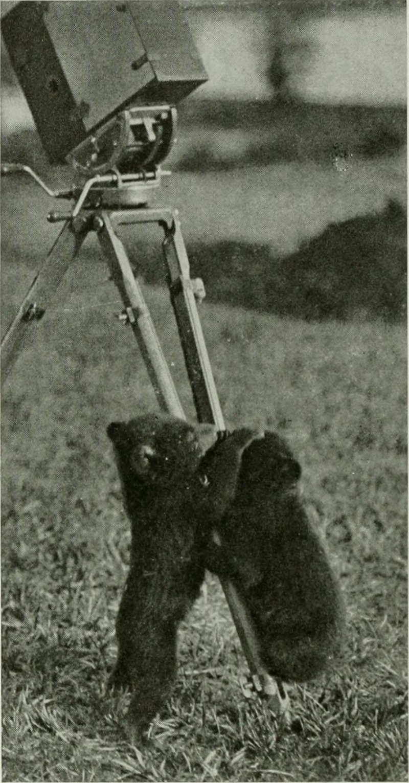 Tibetan blue bear (Ursus arctos pruinosus); DISPLAY FULL IMAGE.