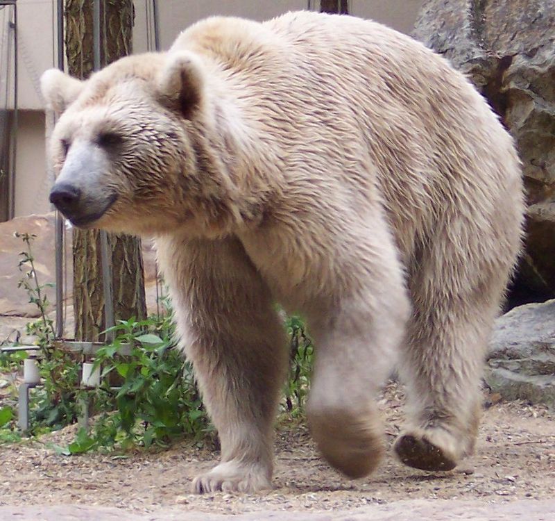 Syrian brown bear (Ursus arctos syriacus); DISPLAY FULL IMAGE.