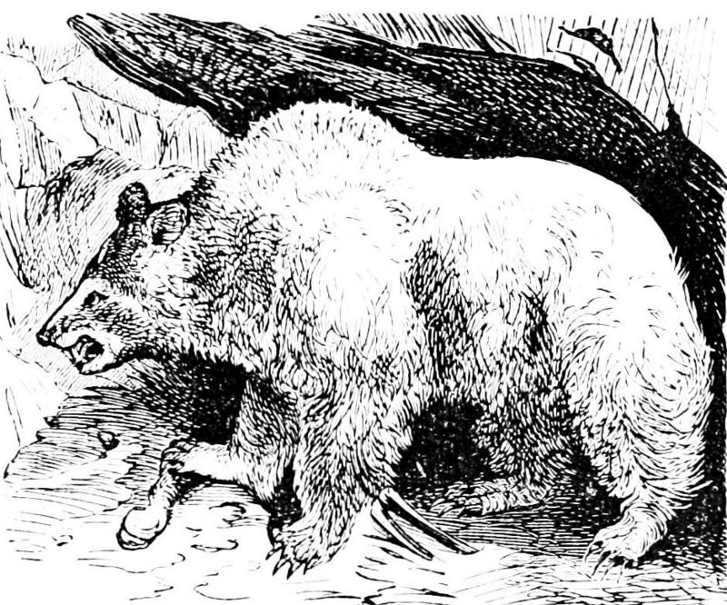Syrian brown bear (Ursus arctos syriacus); DISPLAY FULL IMAGE.