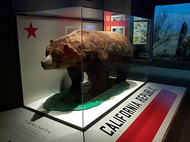 California grizzly bear (Ursus arctos californicus); DISPLAY FULL IMAGE.