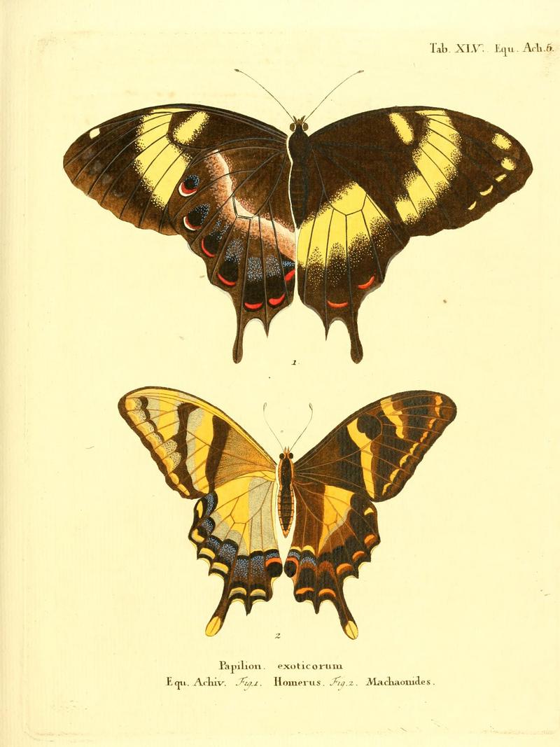 Jamaican giant swallowtail (Papilio homerus), machaonides swallowtail (Papilio machaonides); DISPLAY FULL IMAGE.