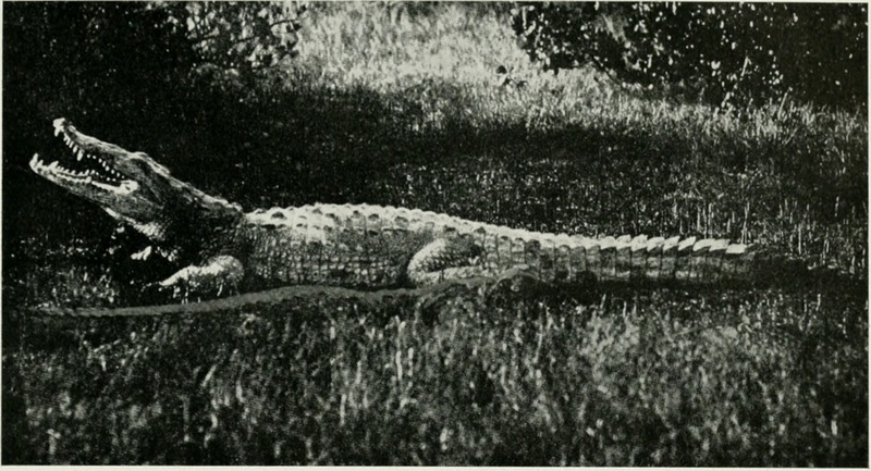 American crocodile (Crocodylus acutus); DISPLAY FULL IMAGE.