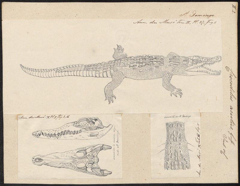 American crocodile (Crocodylus acutus); DISPLAY FULL IMAGE.
