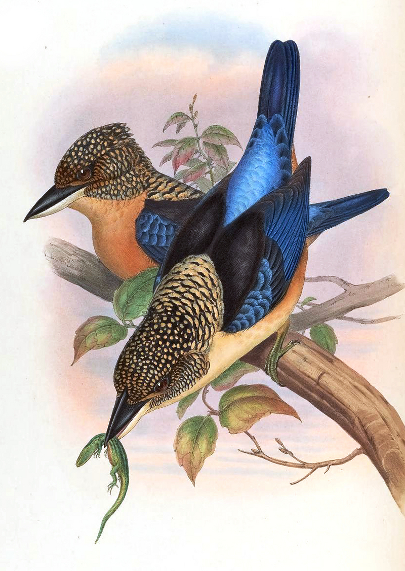 spangled kookaburra, Aru giant kingfisher (Dacelo tyro); DISPLAY FULL IMAGE.